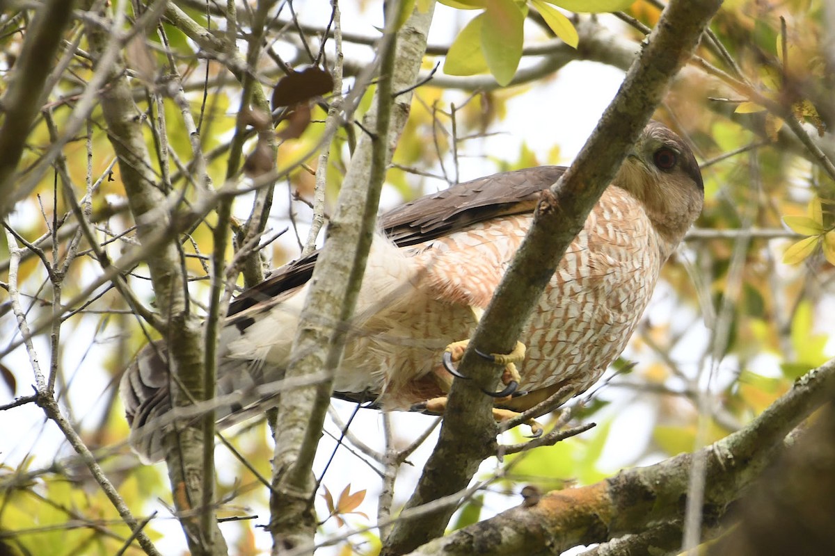 Cooper's Hawk - ML541754161