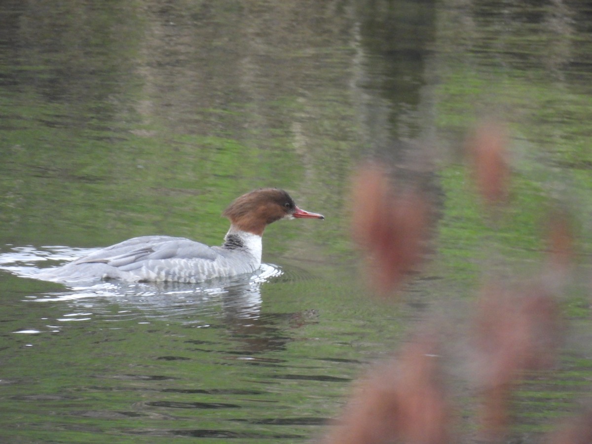 Common Merganser - ML541754711