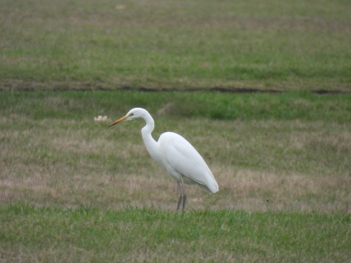 Great Egret - ML541754851