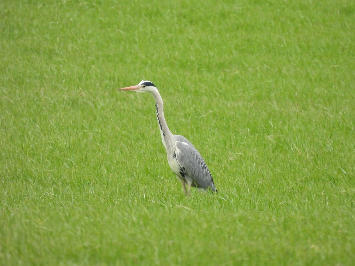 Gray Heron - ML541754921