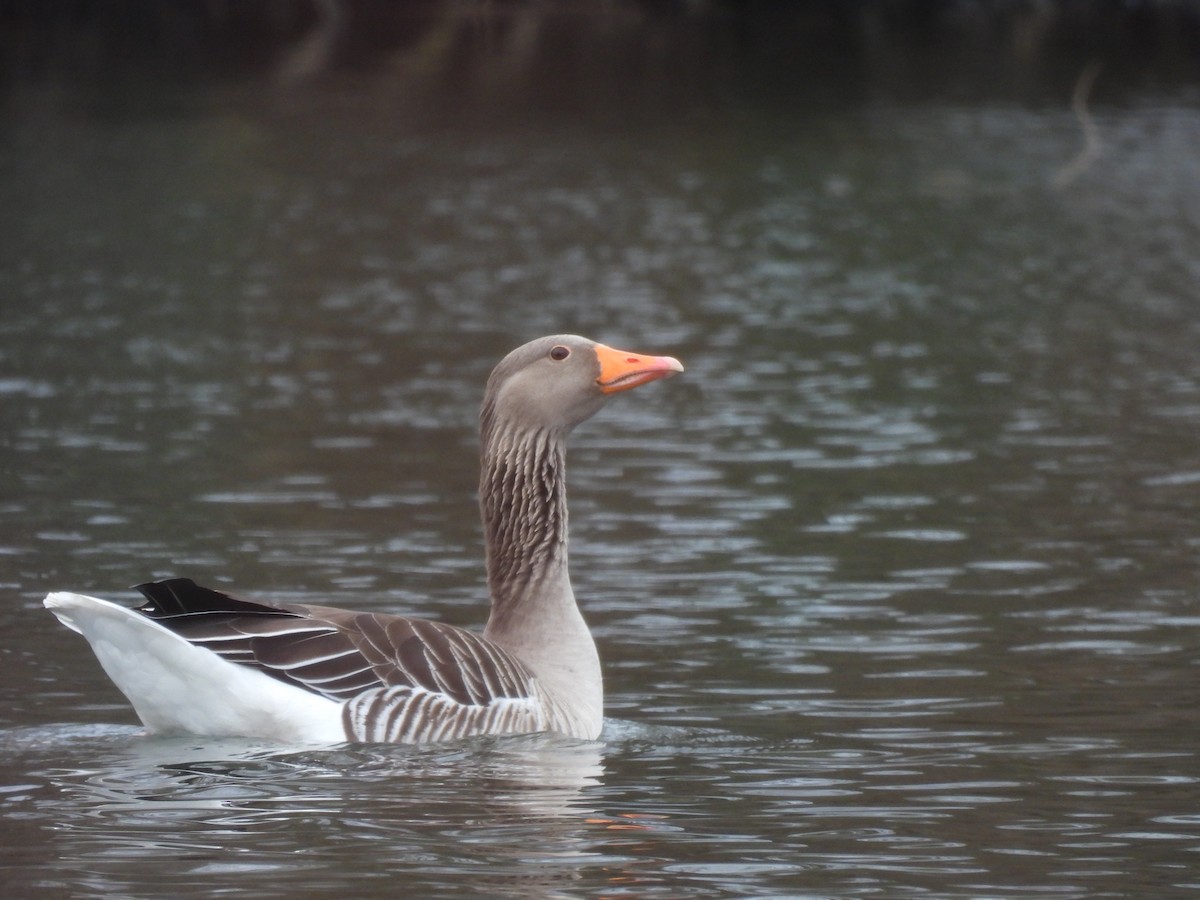 Graylag Goose - ML541755151