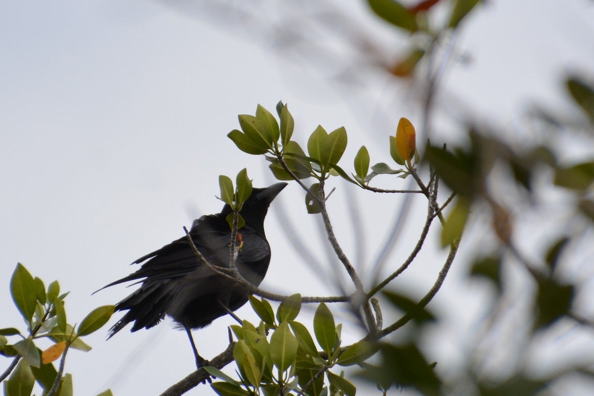 American Crow - ML54175521