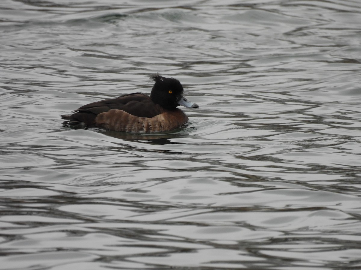 Tufted Duck - ML541755561