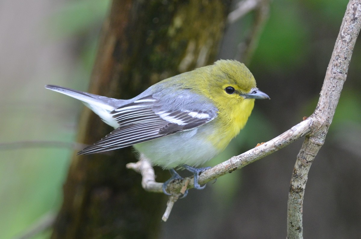 Yellow-throated Vireo - Henrique  Pacheco