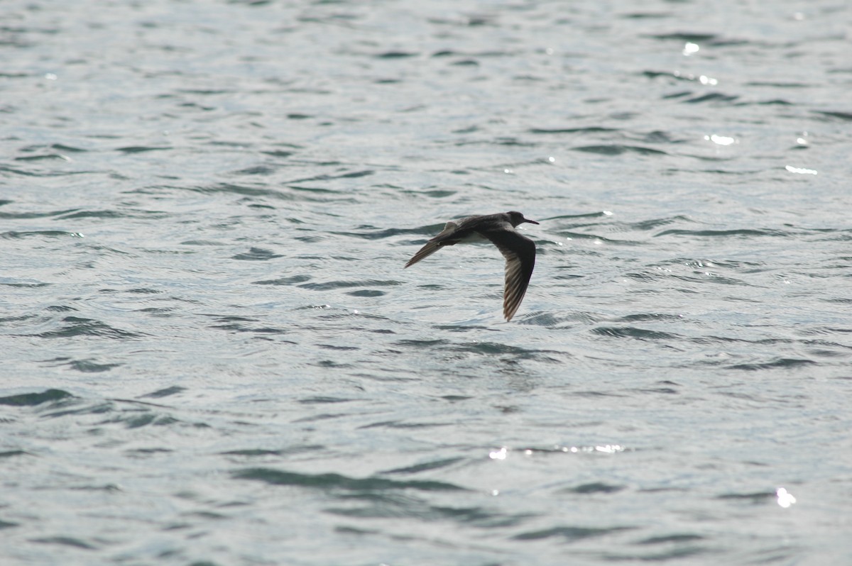 Wandering Tattler - ML541756231