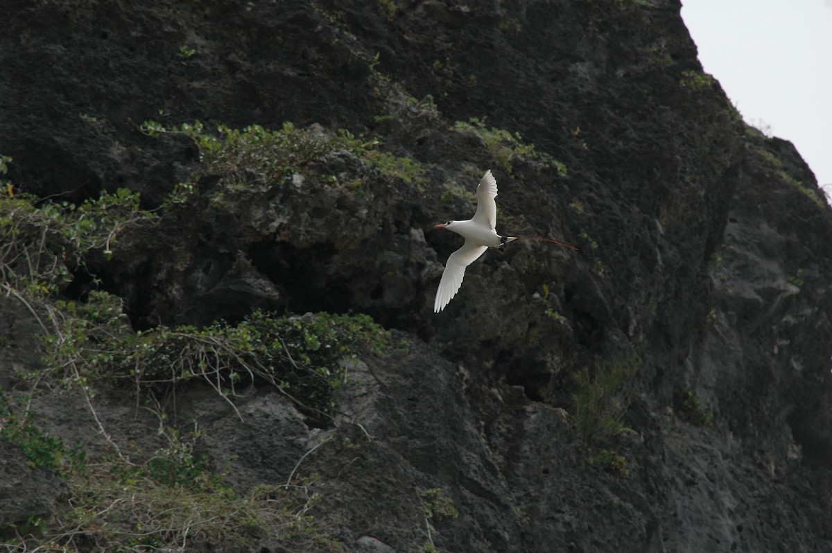 Rotschwanz-Tropikvogel - ML541756311