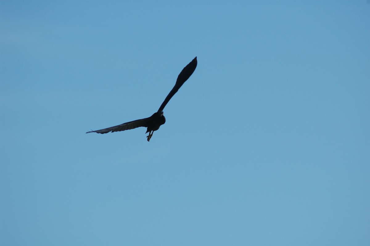 Pacific Reef-Heron - ML541756491