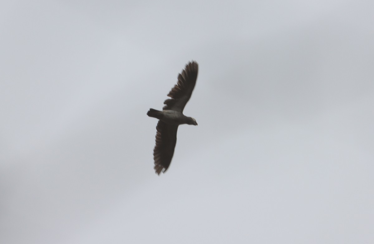 Timneh Parrot - ML541757621