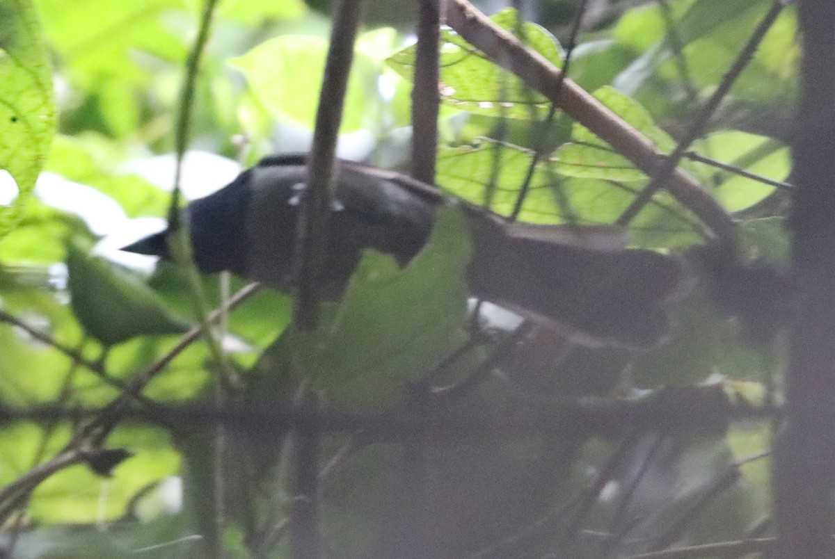 Blue-headed Crested Flycatcher - ML541757751