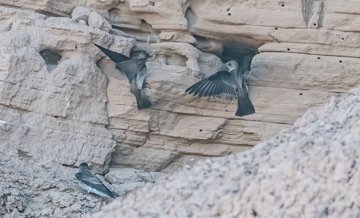 Northern Rough-winged Swallow - ML541757781