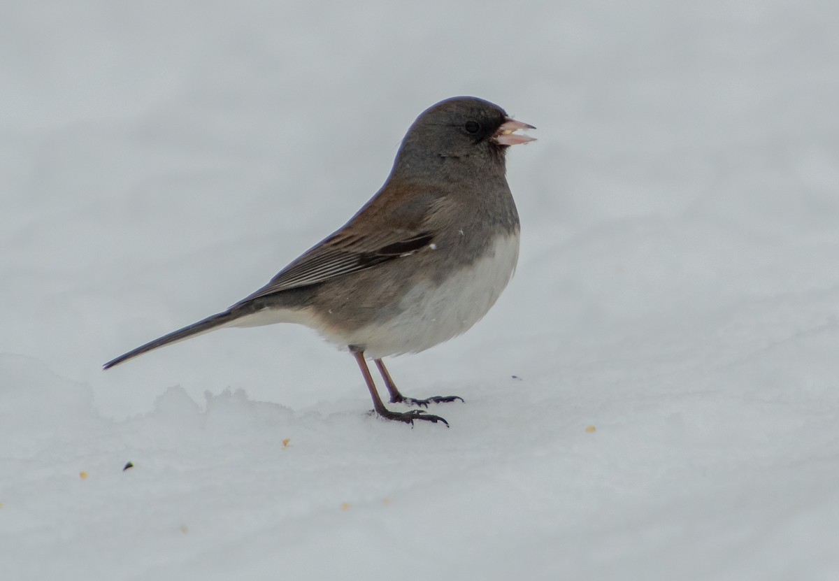 Dark-eyed Junco - ML541758131