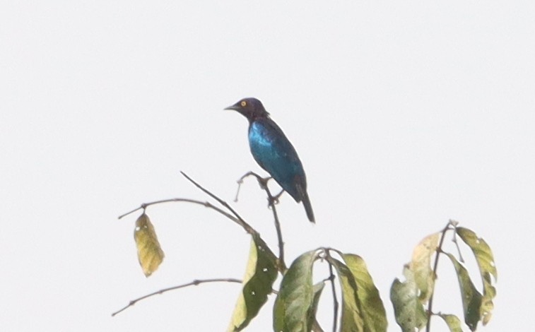Copper-tailed Starling - ML541758611