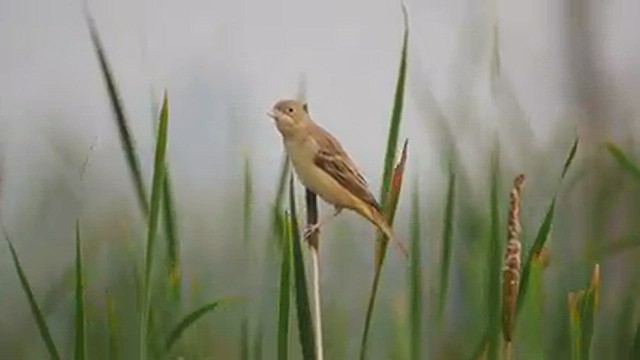 Black-headed Bunting - ML541758761