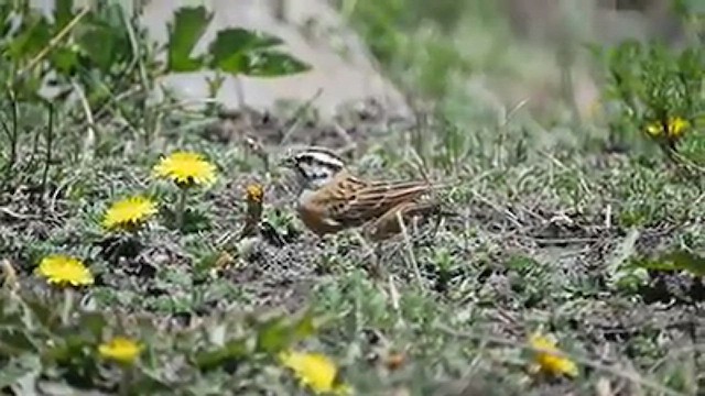 Rock Bunting - ML541759101