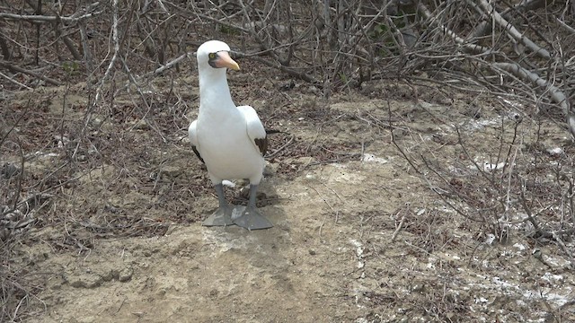 Nazca Booby - ML541759241