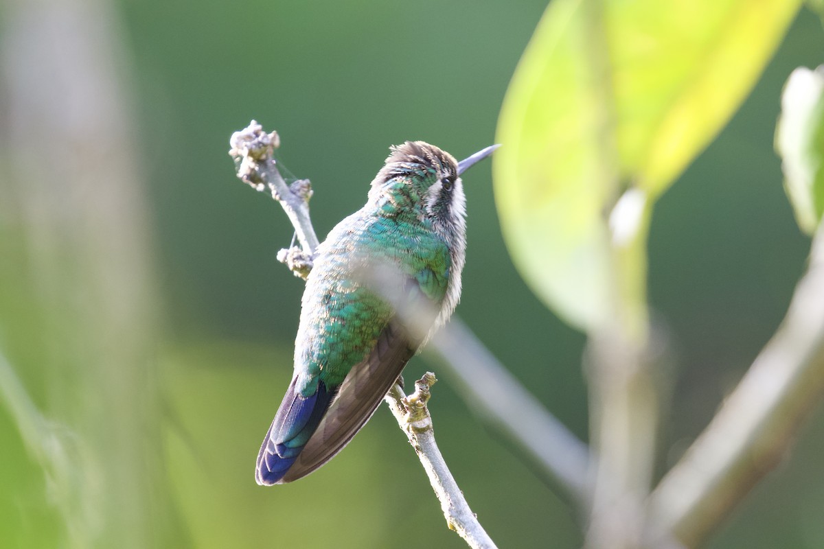 Purple-throated Mountain-gem - Krista Oswald