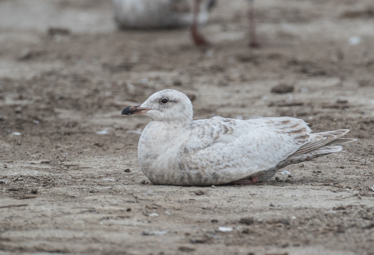 Gaviota Groenlandesa (thayeri) - ML54176031