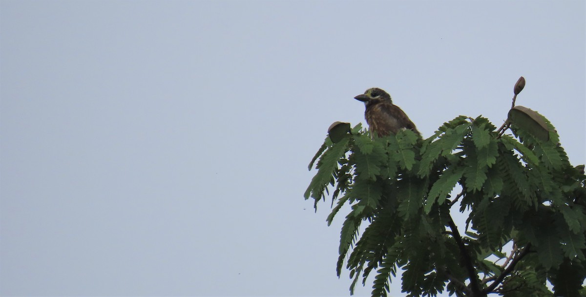 Whyte's Barbet - ML541761161