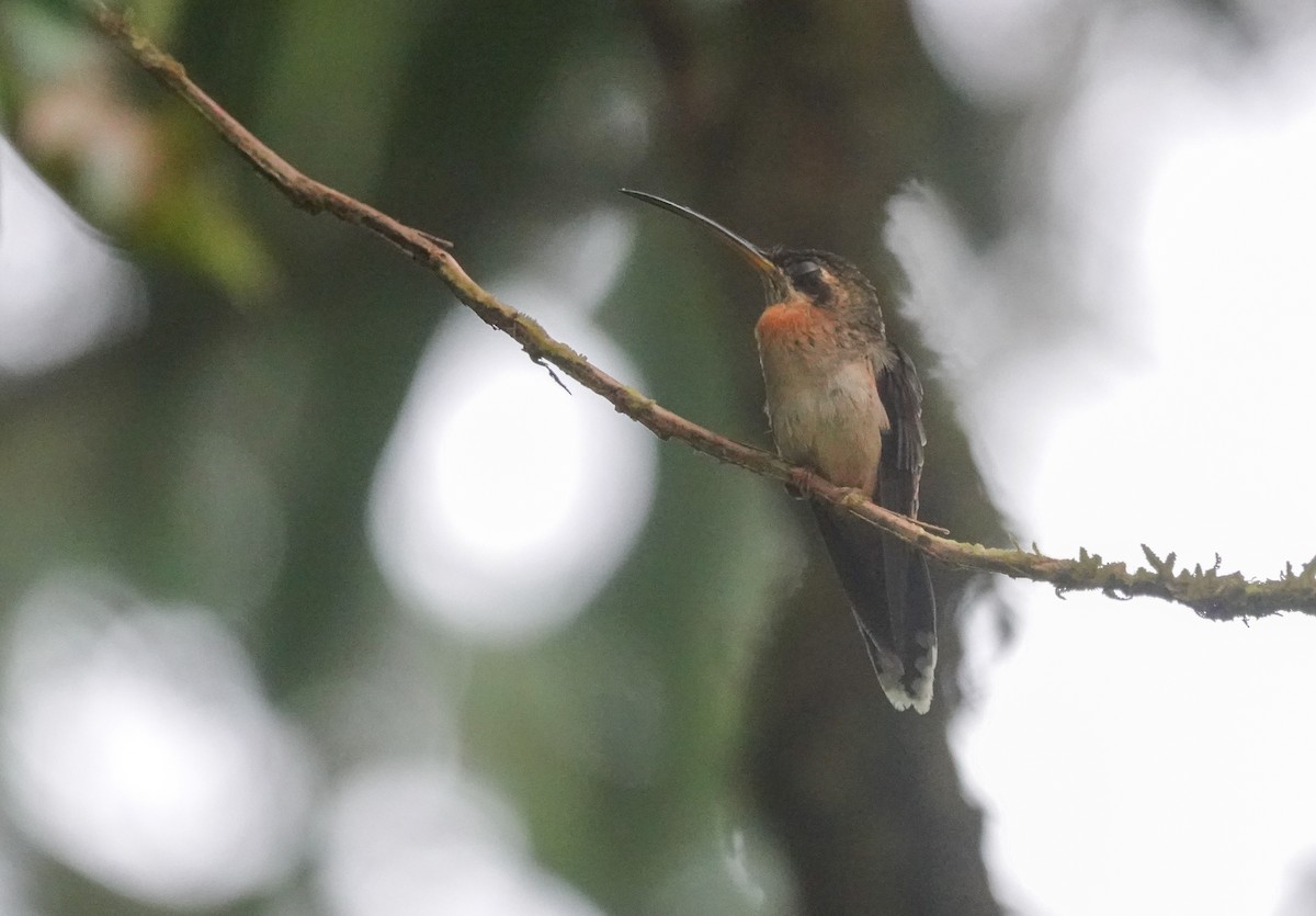 Полосатохвостый колибри-отшельник - ML541761381