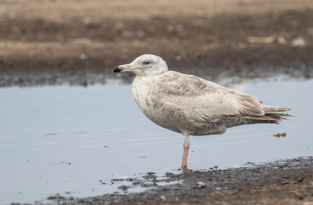 Herring x Glaucous-winged Gull (hybrid) - Blake Matheson