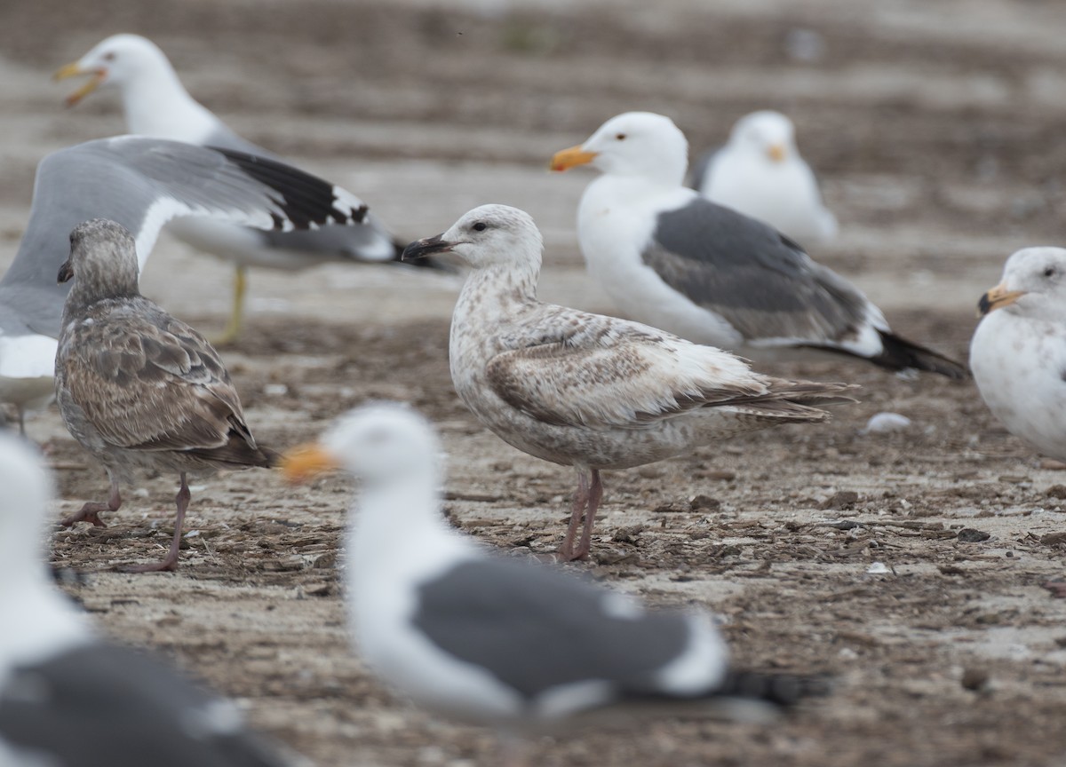 Gaviota (Larus) sp. - ML54176221