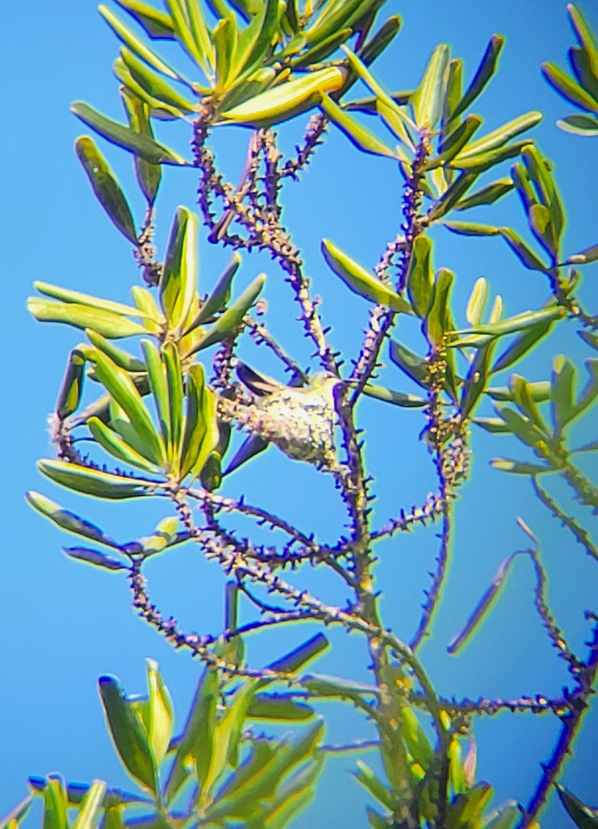 kolibřík tmavoprsý - ML541762361