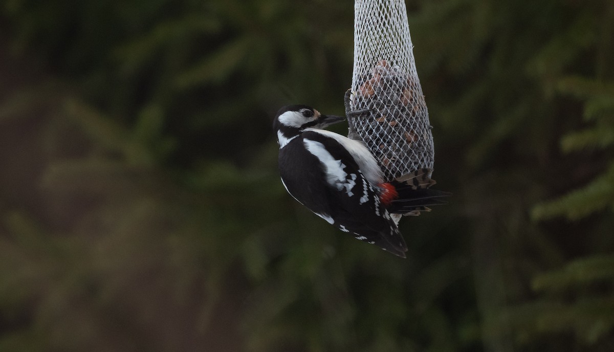 Great Spotted Woodpecker (Great Spotted) - ML541762531