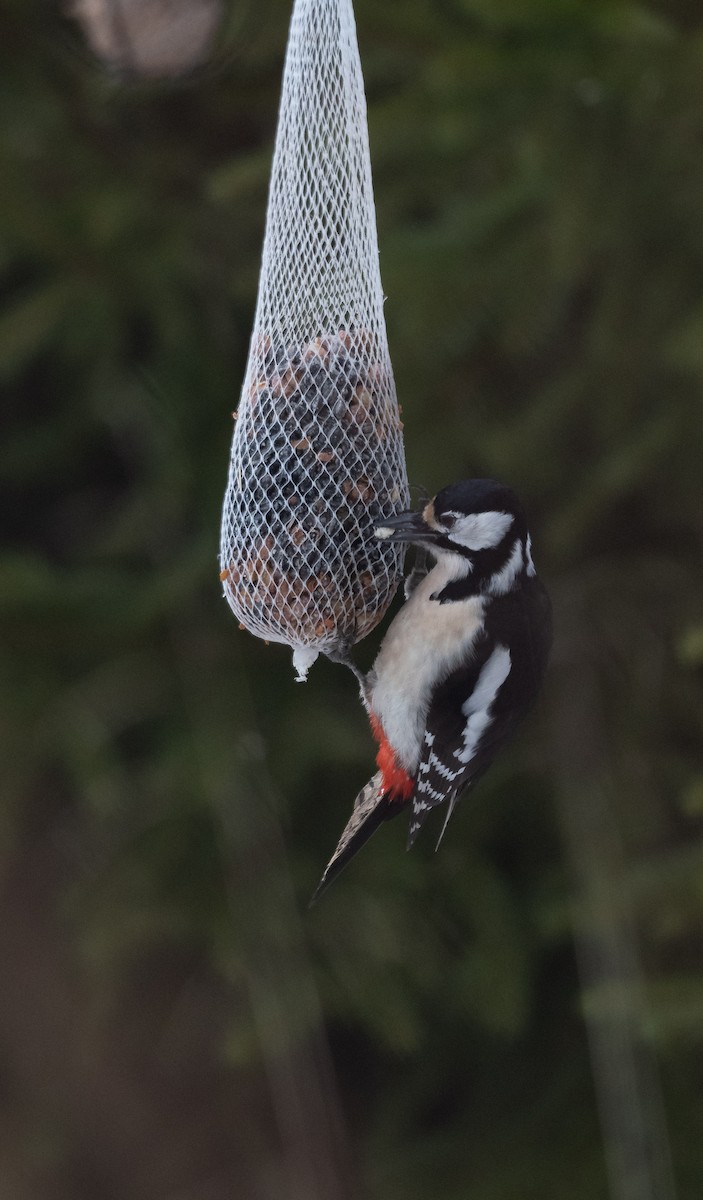 Great Spotted Woodpecker (Great Spotted) - ML541762991