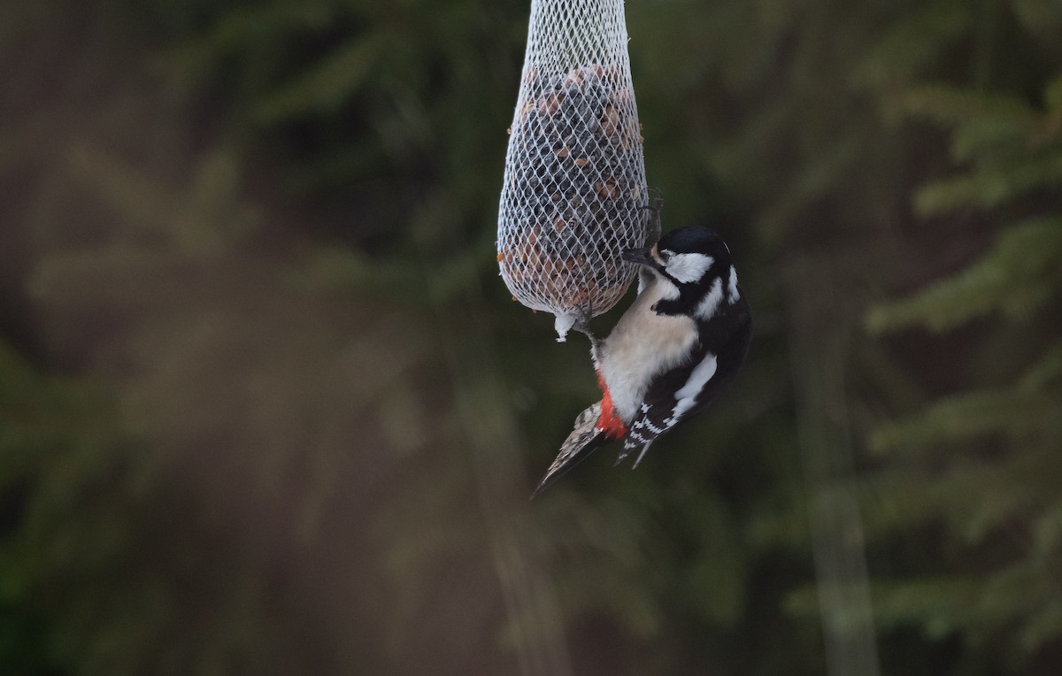 Great Spotted Woodpecker (Great Spotted) - ML541763001