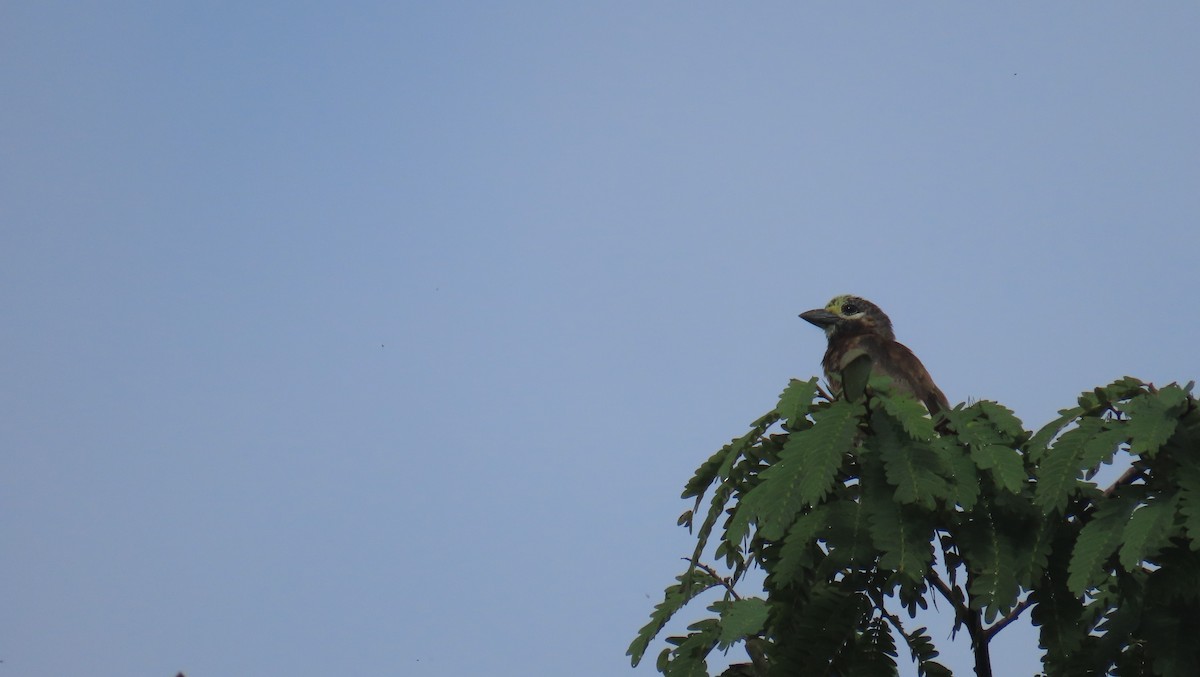 Whyte's Barbet - ML541763441