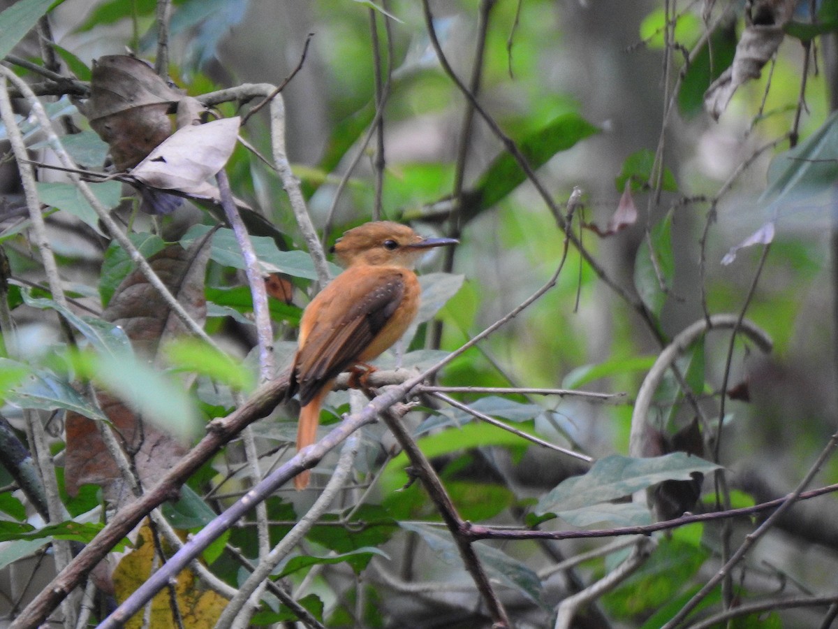 Tropical Royal Flycatcher (Pacific) - ML541764111