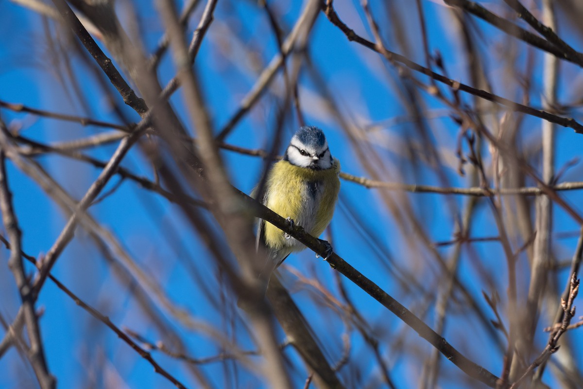 Eurasian Blue Tit - ML541765121