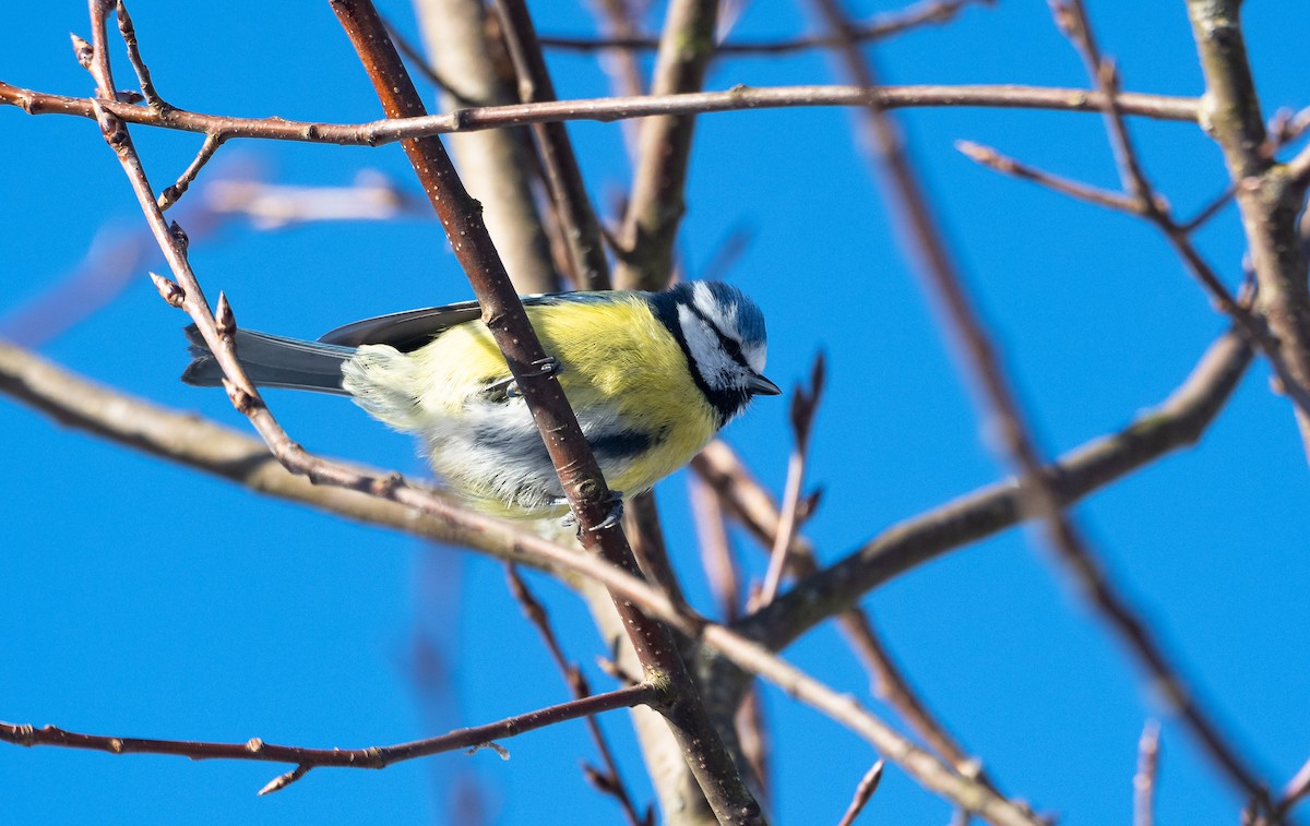 Eurasian Blue Tit - ML541765131