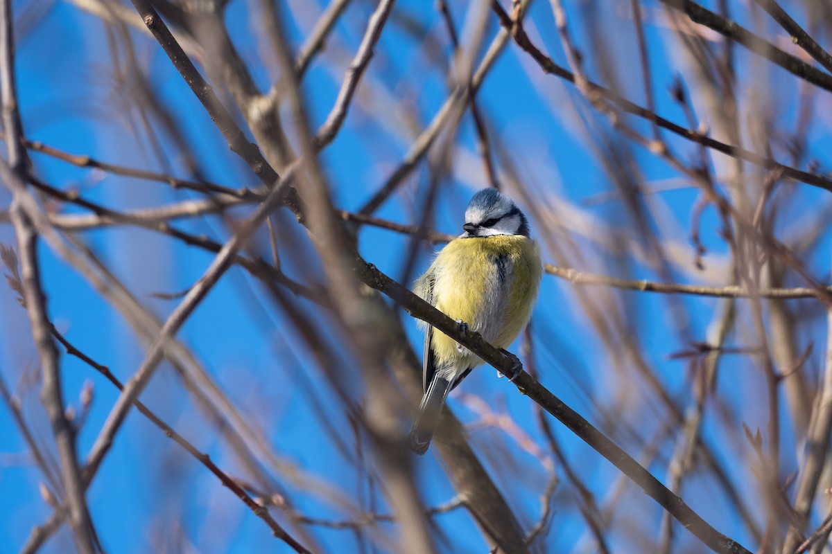 Eurasian Blue Tit - ML541765141