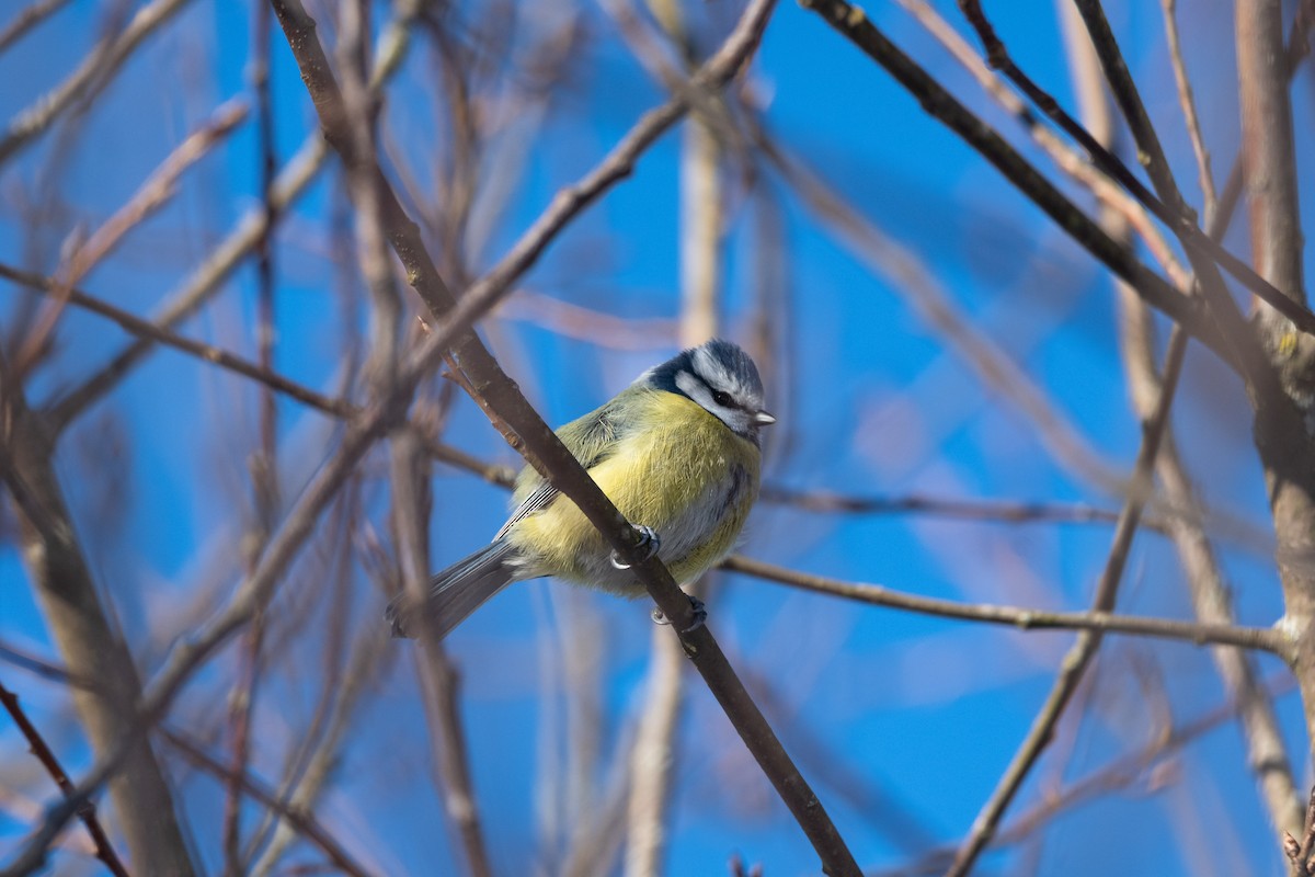 Eurasian Blue Tit - ML541765151