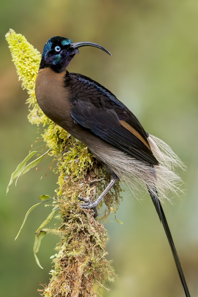 Brown Sicklebill - ML541765441