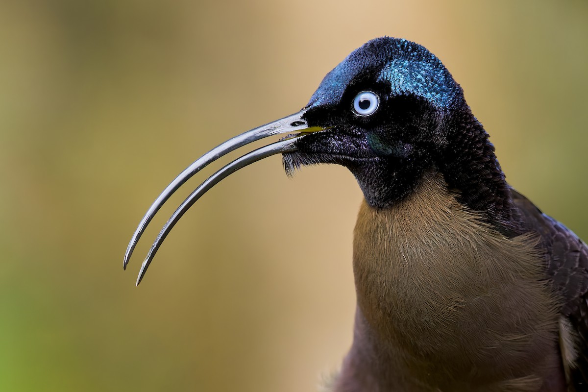 Brown Sicklebill - ML541765591