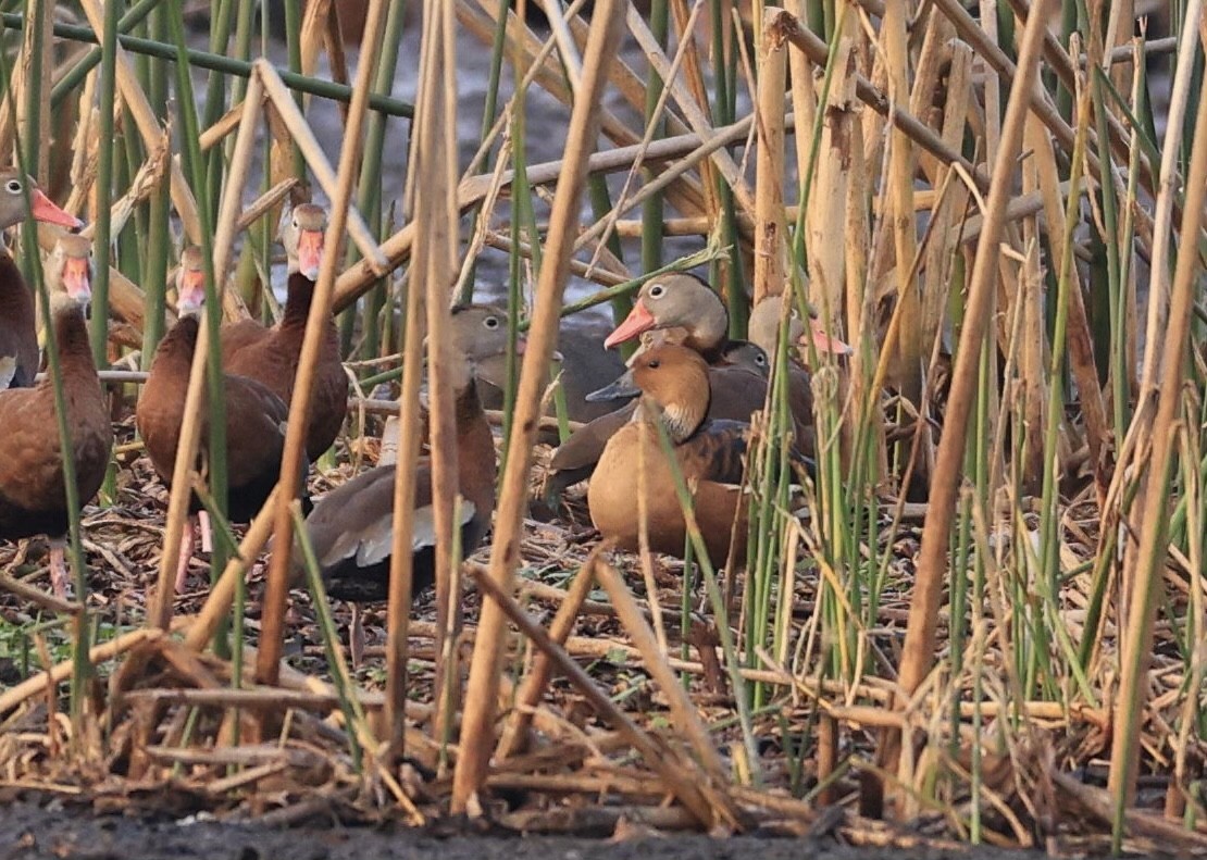 Fulvous Whistling-Duck - ML541765921