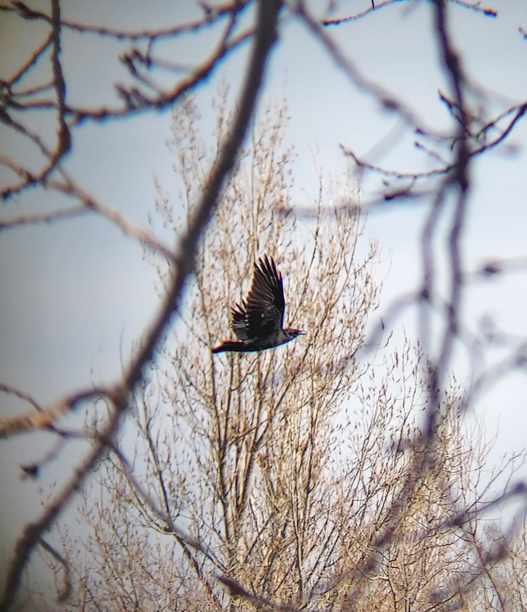 Common Raven - ML541767401