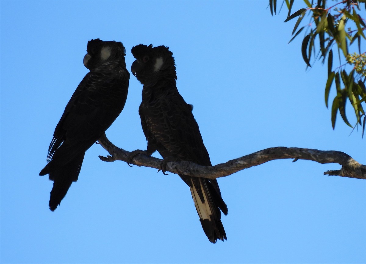 kakadu běloocasý - ML541767441