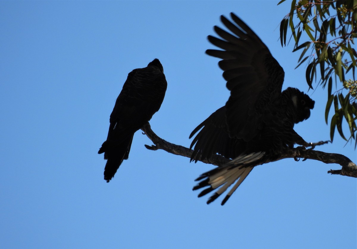 kakadu běloocasý - ML541767451