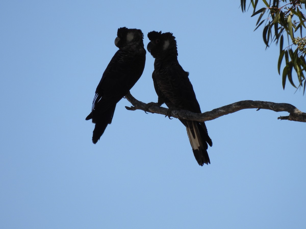 kakadu běloocasý - ML541767481
