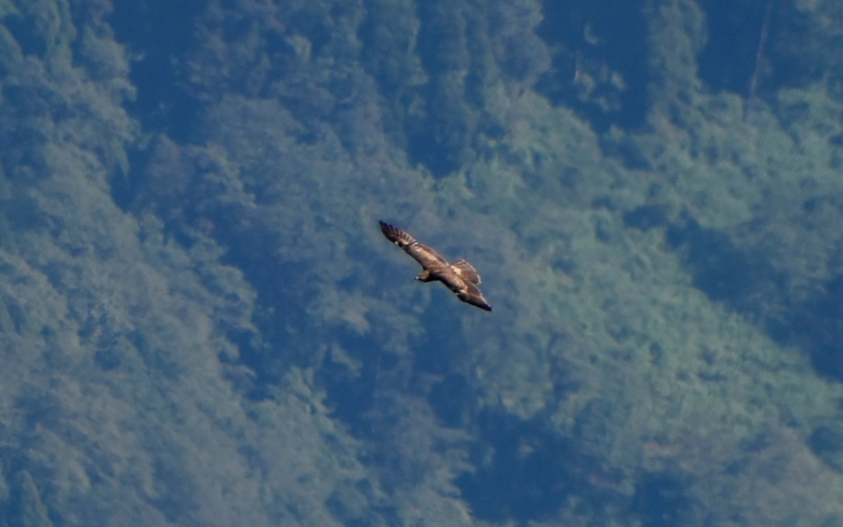 Oriental Honey-buzzard - ML541767721