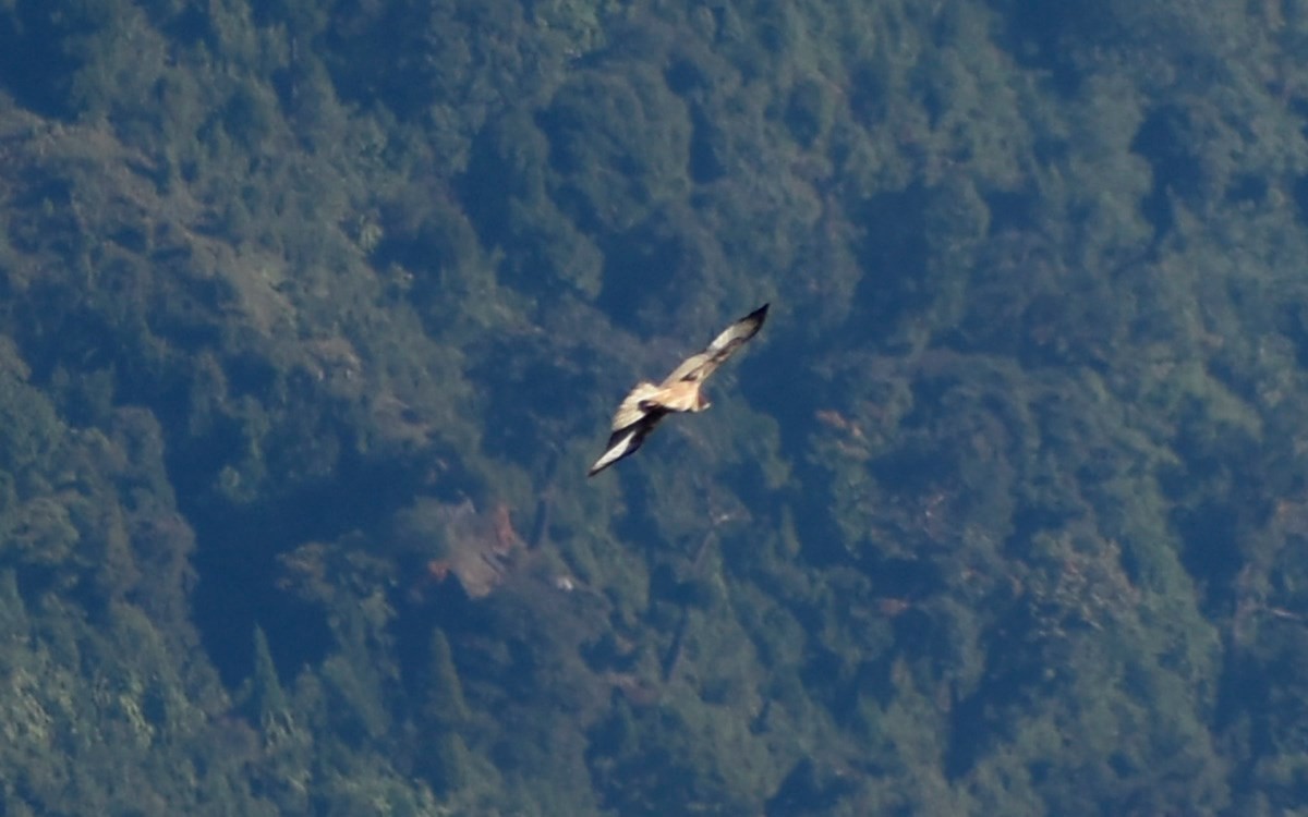 Oriental Honey-buzzard - Sandeep Biswas