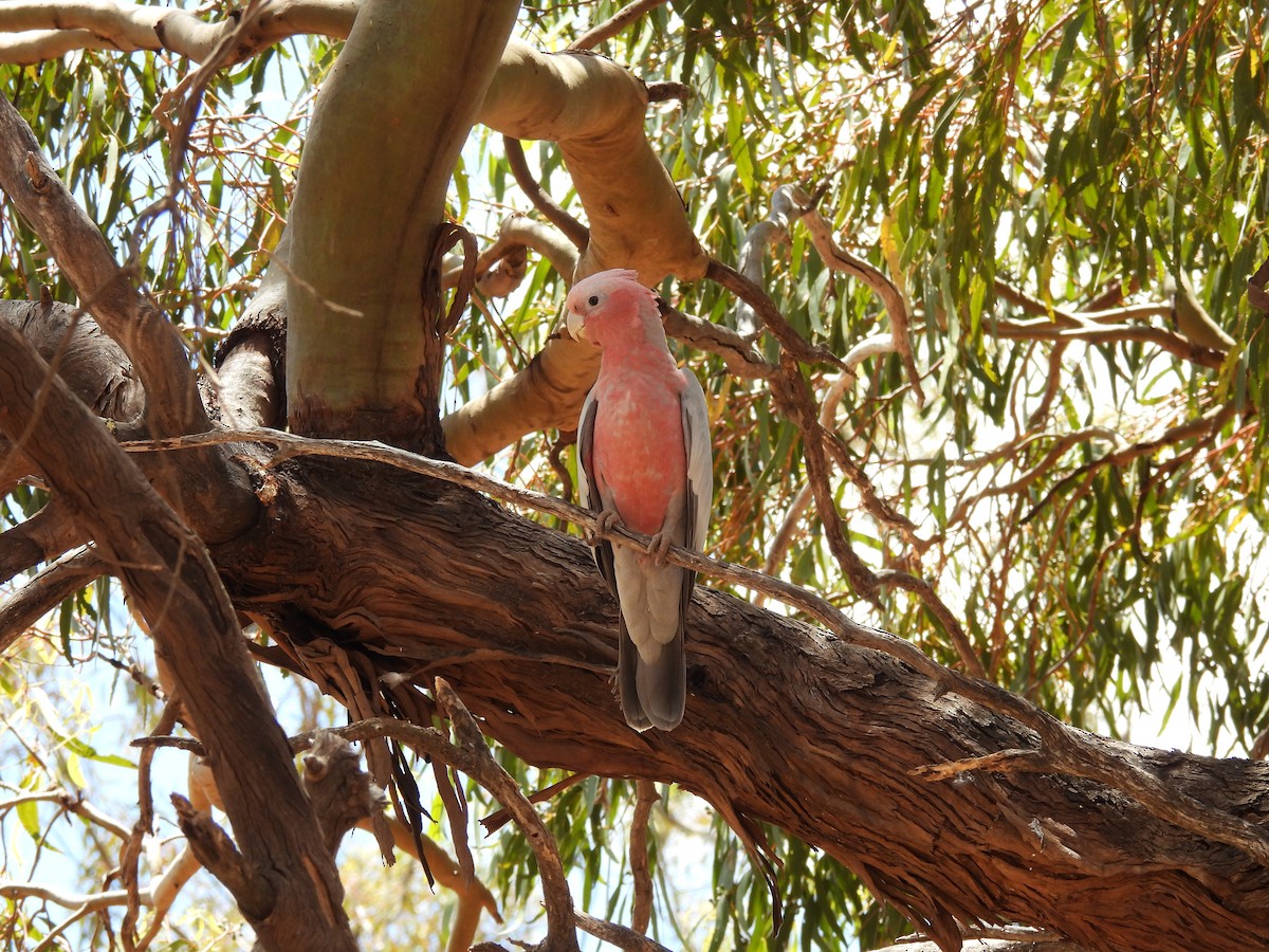 Galah - ML541767811