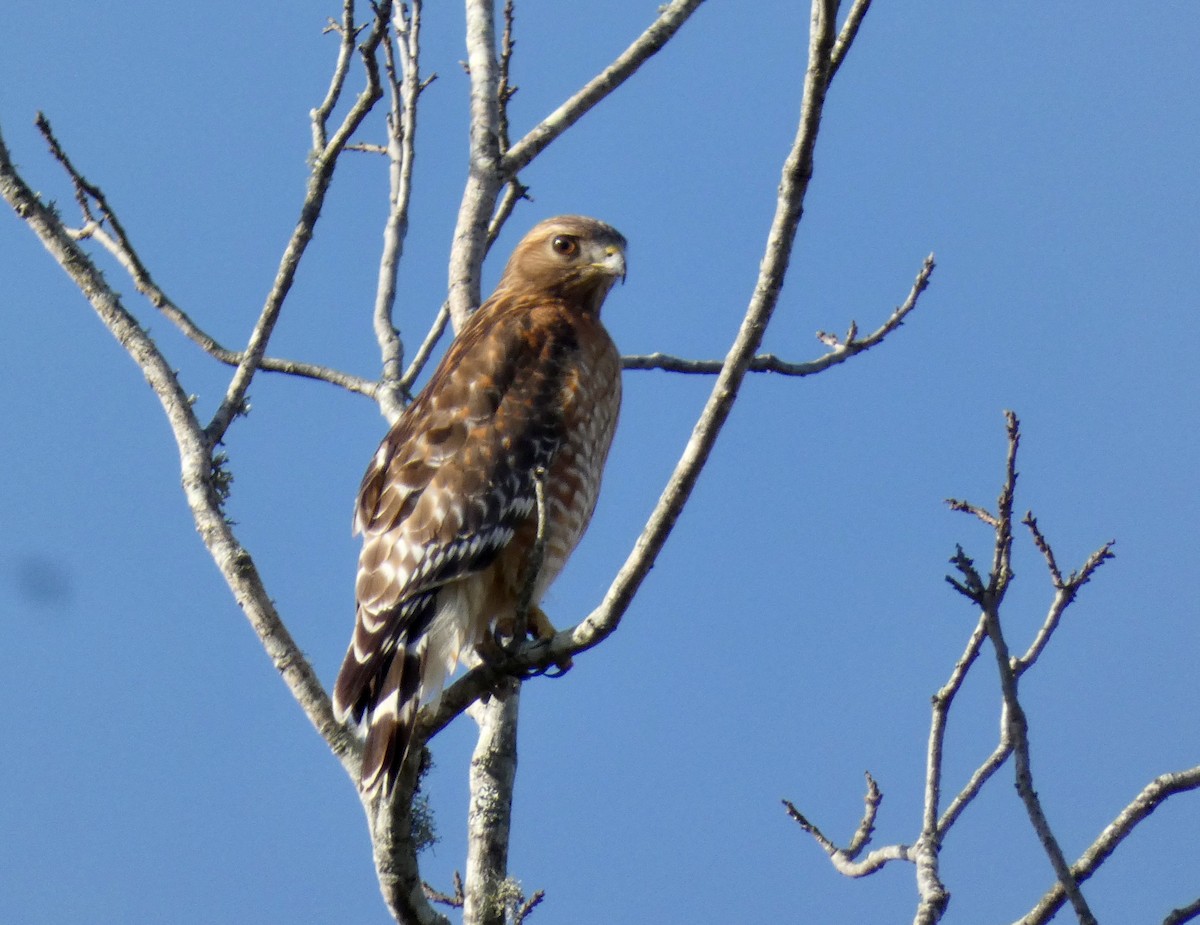 Red-shouldered Hawk - Gary Byerly