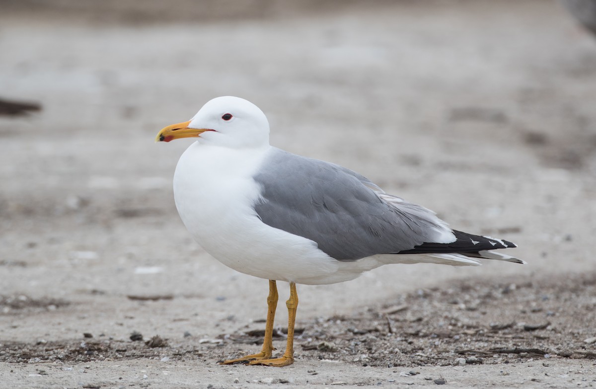 California Gull - Blake Matheson