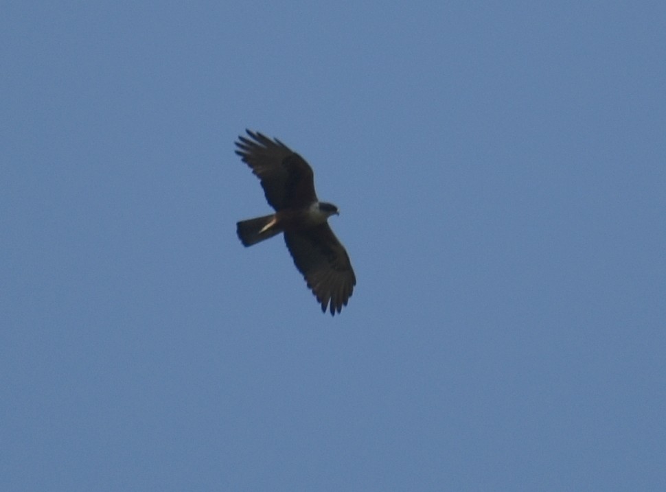 Rufous-bellied Eagle - ML541770921