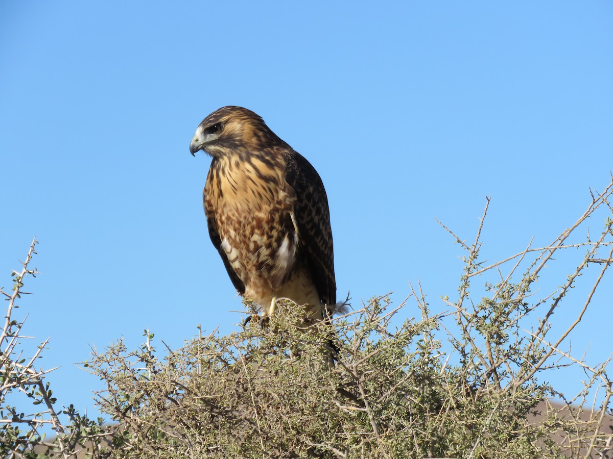 Variable Hawk - ML541771051