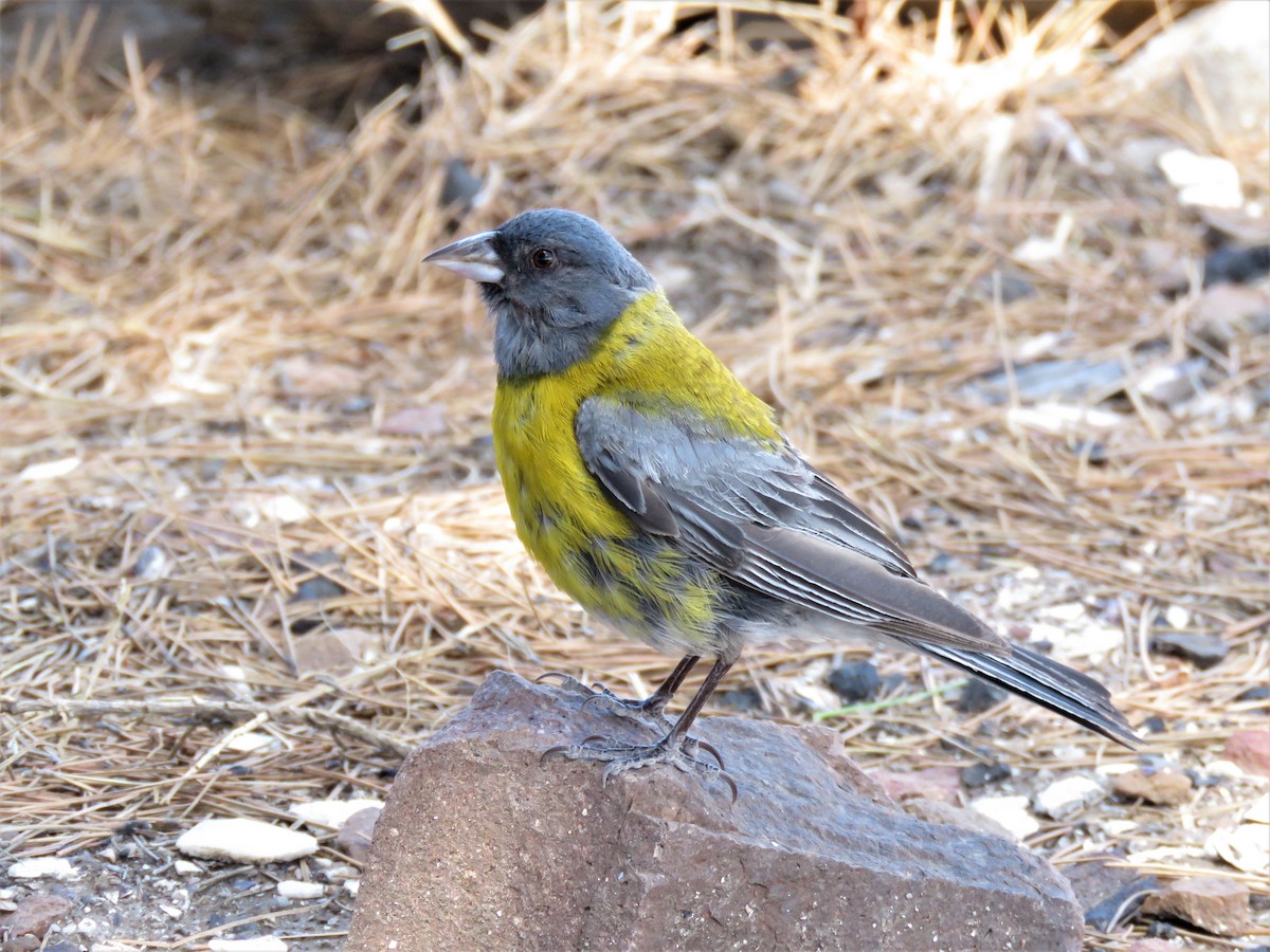 Gray-hooded Sierra Finch - ML541771351